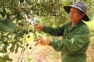 Nông dân phấn khởi khi trồng 'nữ hoàng quả khô' đem lại hiệu quả cao