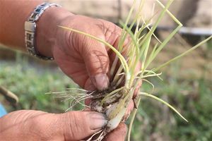 Bình Định: Hàng chục hécta cây hành, kiệu bị chết hàng loạt