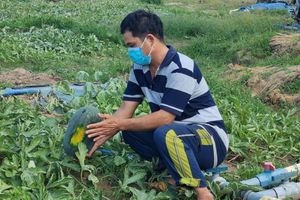 Đắk Lắk: Không có người mua, dưa hấu 'chết già' trên đồng