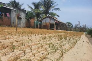 Giáp vụ Tết, hành, kiệu ở Bình Định chết hàng loạt sau khi phun thuốc