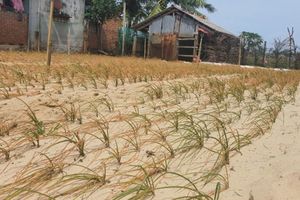 Hàng chục ha rau hành, kiệu bị chết hàng loạt ở Bình Định