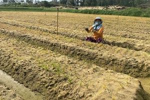 Hành, kiệu vụ Tết bỗng dưng chết rụi hàng loạt