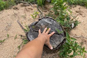 Khởi tố vụ phá rừng phòng hộ ở Bình Định