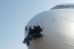 Tốn hàng trăm tỷ đồng vì máy bay liên tiếp va chạm với chim