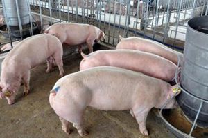 Giá lợn hơi hôm nay 7/7: Ghi nhận mức tăng cao nhất 5.000 đồng/kg