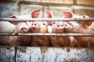 Giá lợn hơi hôm nay ngày 6/7/2022 đi ngang ở cả thị trường 3 miền