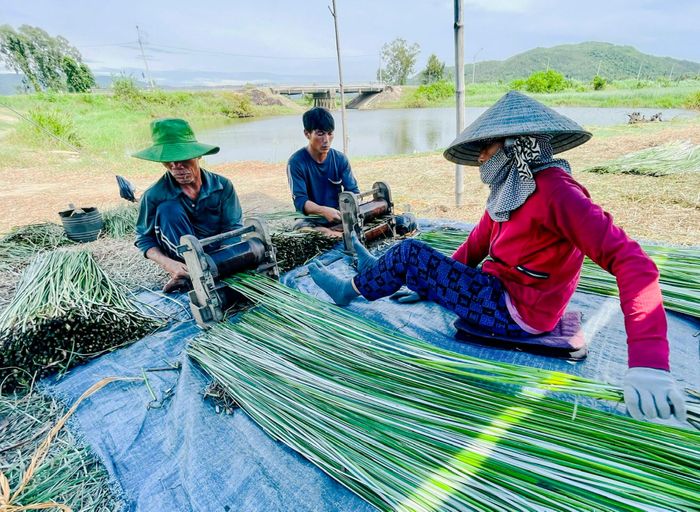 Mùa thu hoạch chiếu cói ở Bình Định 16