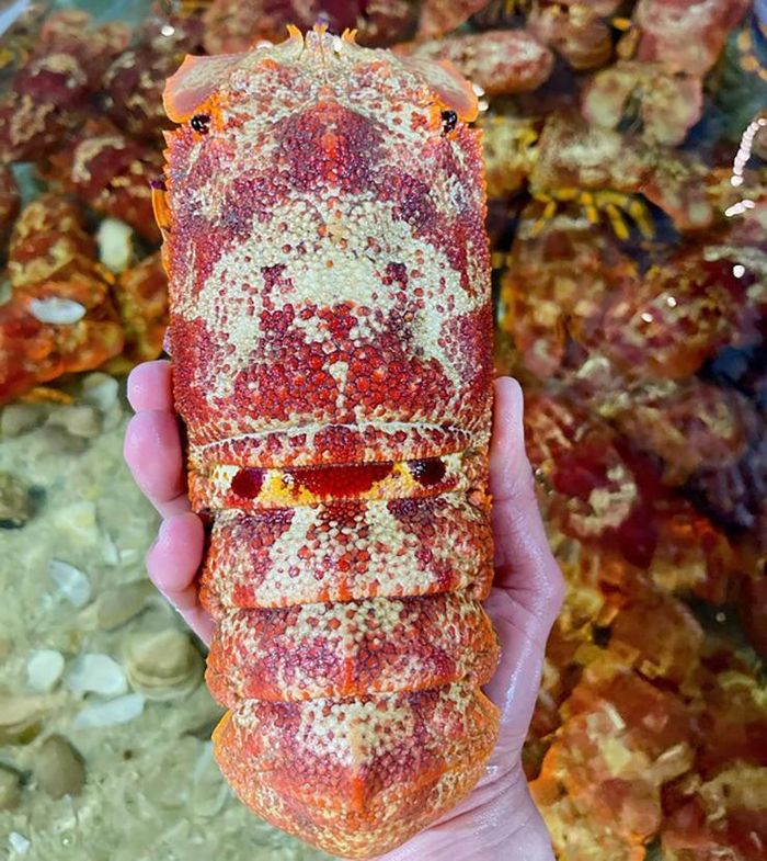 08189ef74cb5a5ebfca4 Loài hải sản hiếm ở Việt Nam có tên rất lạ, giá 2 triệu đồng/kg 4