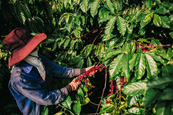 CADA - viên ngọc ẩn mình nơi cao nguyên 10