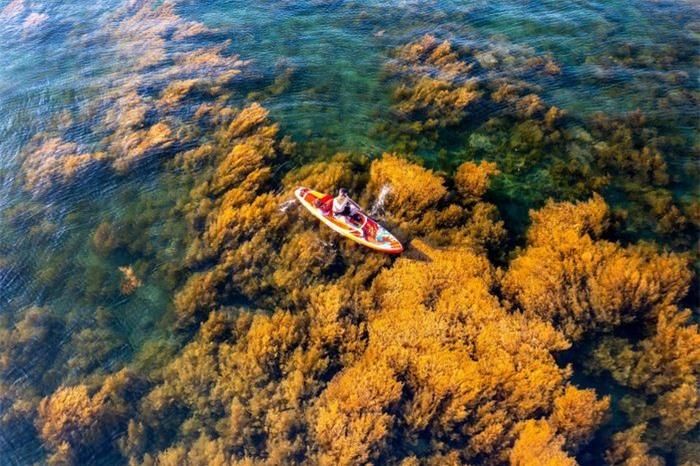 11480a25c5672c397576 Mùa rong biển tựa cánh đồng dưới nước ở Quy Nhơn 4