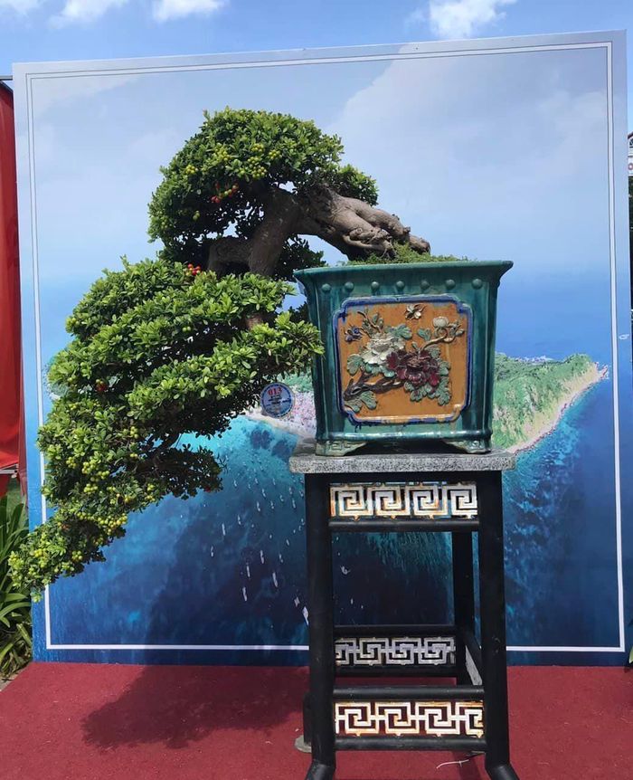 120c81774d35a46bfd24 Cận cảnh những cây bonsai dáng đẹp giá đến vài tỷ ở Bình Định 2
