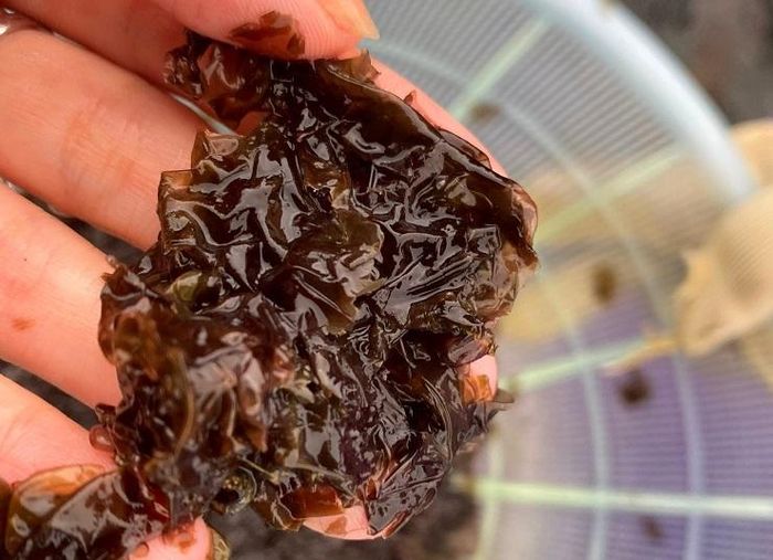 Vào mùa 'lộc trời' mọc lên từ đá, người dân đi lấy về bán giá hàng triệu đồng/kg 12