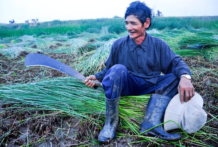 Mùa thu hoạch chiếu cói ở Bình Định 2