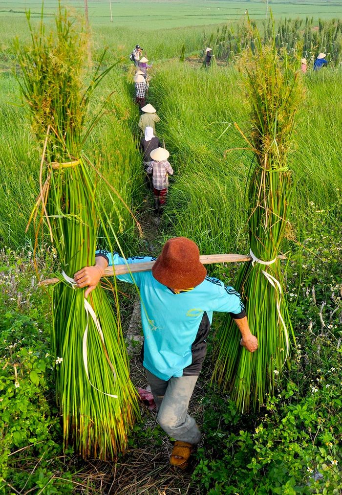 Mùa thu hoạch chiếu cói ở Bình Định 8