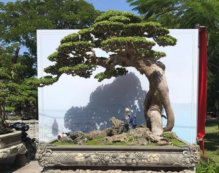1bd89da351e1b8bfe1f0 Cận cảnh những cây bonsai dáng đẹp giá đến vài tỷ ở Bình Định 6