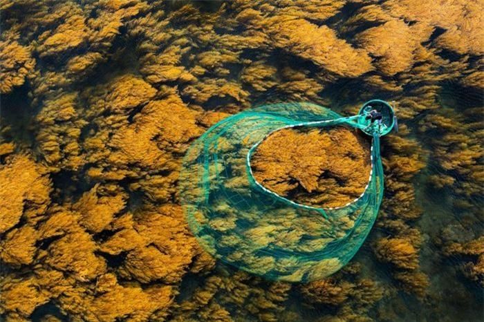 1d350d58c21a2b44720b Mùa rong biển tựa cánh đồng dưới nước ở Quy Nhơn 12