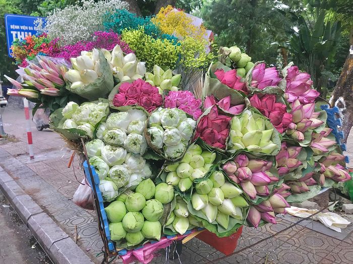 Phố Hà Nội rực rỡ và mới lạ với sắc sen Quan Âm 8