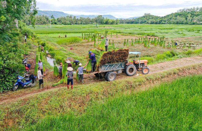 Mùa thu hoạch chiếu cói ở Bình Định 0
