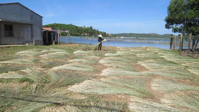 23fc2dcbc88921d77898 Nghề cắt lác, đan chiếu hơn 100 năm bên đầm Ô Loan 1