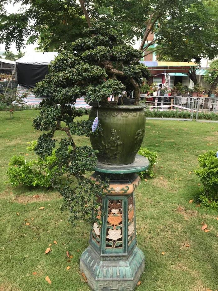 30eb42918ed3678d3ec2 Cận cảnh những cây bonsai dáng đẹp giá đến vài tỷ ở Bình Định 36