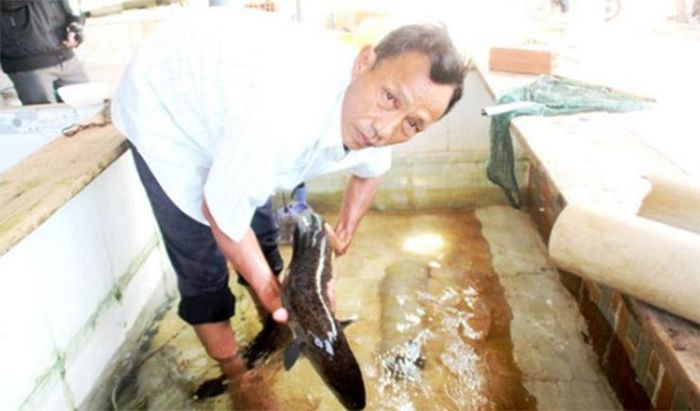 Loại cá tiến vua ở VN tốt cho quý ông, người nuôi đổi đời 16