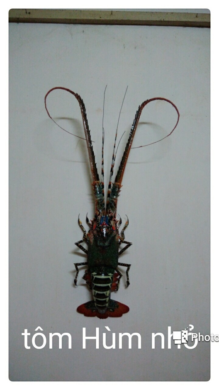346a8385d65f32016b4e Tôm hùm nhỏ