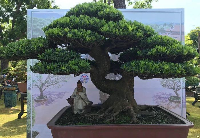 36564a2c866e6f30367f Cận cảnh những cây bonsai dáng đẹp giá đến vài tỷ ở Bình Định 12