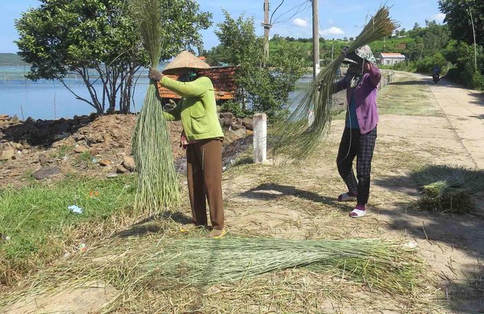 3c6f3658d31a3a44630b Nghề cắt lác, đan chiếu hơn 100 năm bên đầm Ô Loan 21