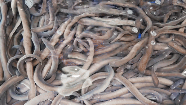 3dcdae0f4a4da313fa5c Món ăn ngoe nguẩy nhìn 'rợn da gà', lên mâm thành đặc sản đắt giá 14