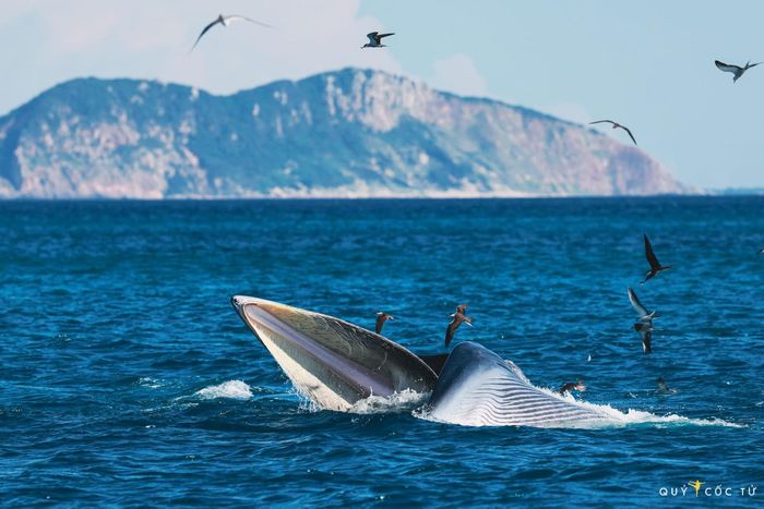 May mắn hơn nữ luật sư Woo Young Woo, travel blogger Hải An thành công săn ảnh cá voi ở biển Đề Gi 9