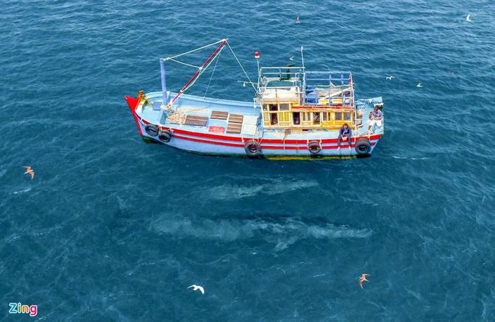 Mẹ con cá voi săn mồi ở vùng biển Đề Gi 0