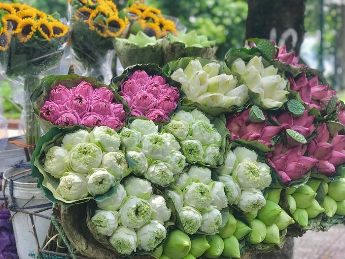 Phố Hà Nội rực rỡ và mới lạ với sắc sen Quan Âm 2