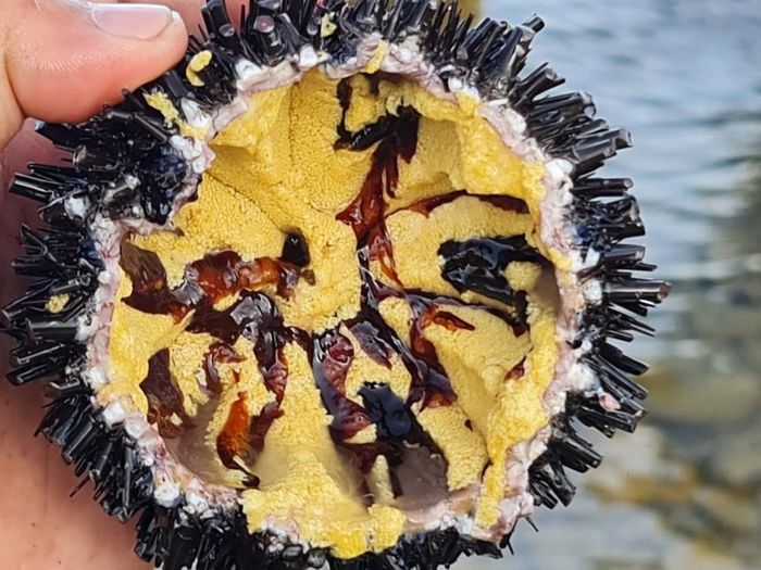 Săn nhum ở gành biển 31