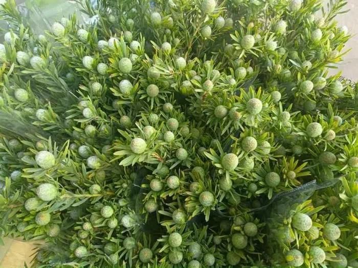 Hàng lạ: Chuối phải luộc mới ngon, chanh không chua 'cháy hàng' 17