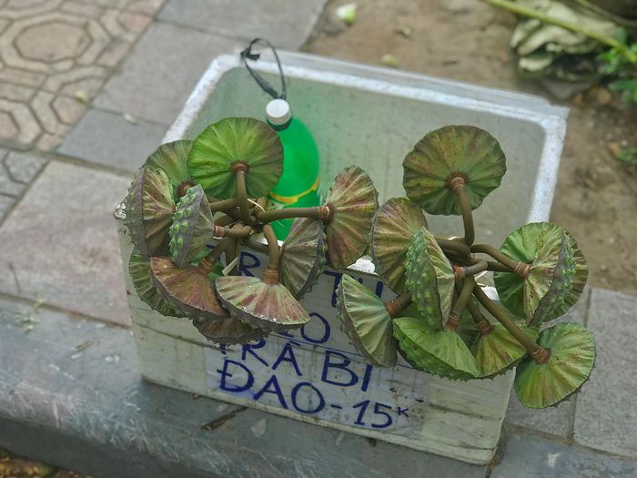 Phố Hà Nội rực rỡ và mới lạ với sắc sen Quan Âm 22