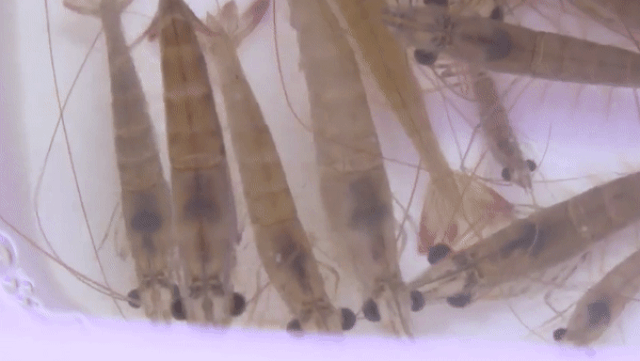 50e6debdf6ff1fa146ee Món ăn ngoe nguẩy nhìn 'rợn da gà', lên mâm thành đặc sản đắt giá 36