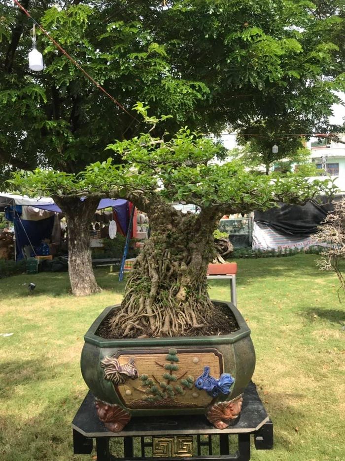 53492433e871012f5860 Cận cảnh những cây bonsai dáng đẹp giá đến vài tỷ ở Bình Định 30