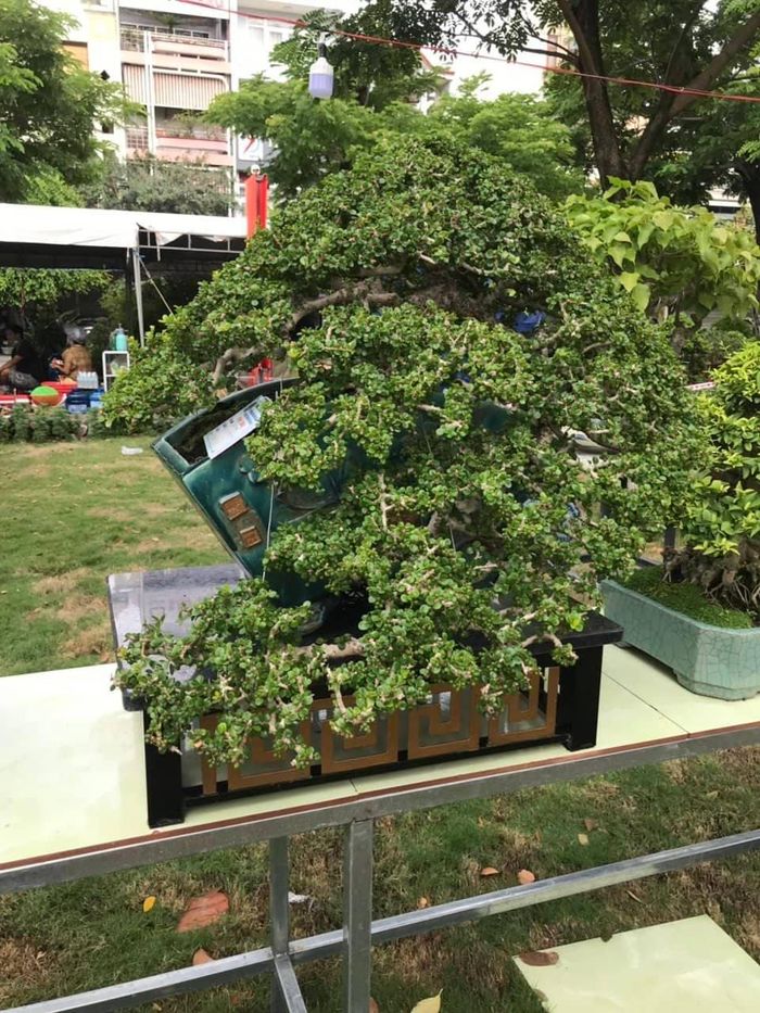 5474220eee4c07125e5d Cận cảnh những cây bonsai dáng đẹp giá đến vài tỷ ở Bình Định 28