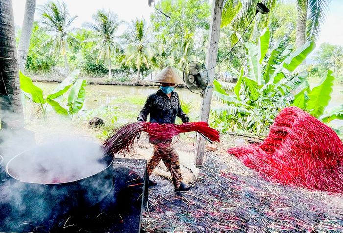 Mùa thu hoạch chiếu cói ở Bình Định 18