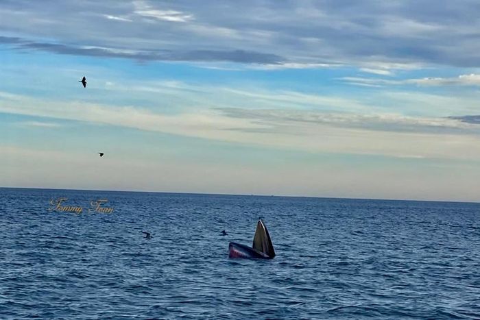 Cá voi xanh liên tục xuất hiện tại vùng biển Đề Gi, Bình Định 4