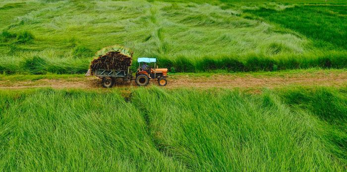 Mùa thu hoạch chiếu cói ở Bình Định 14