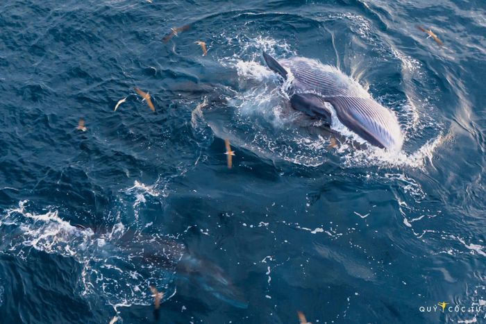 May mắn hơn nữ luật sư Woo Young Woo, travel blogger Hải An thành công săn ảnh cá voi ở biển Đề Gi 7