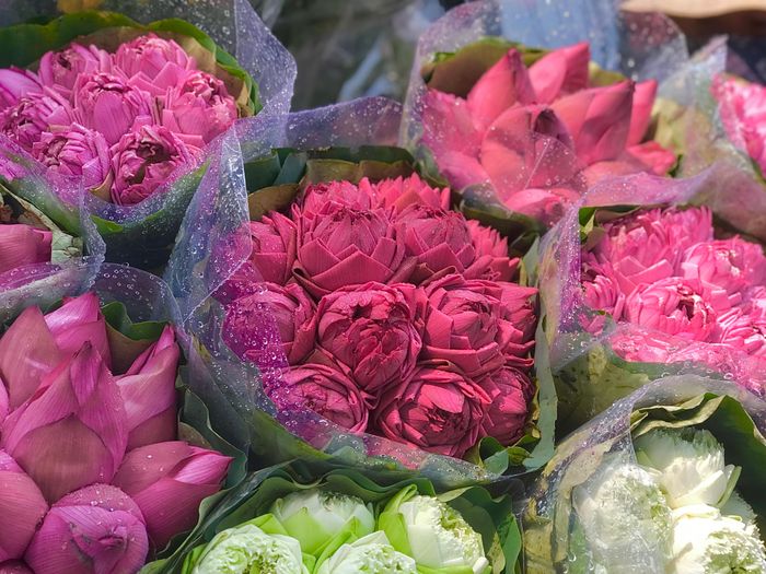 Phố Hà Nội rực rỡ và mới lạ với sắc sen Quan Âm 16