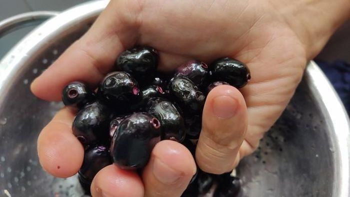 200.000 đồng/kg trâm rừng, muốn mua không dễ 13