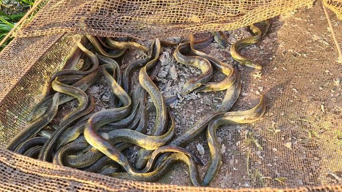 Loại cá tiến vua ở VN tốt cho quý ông, người nuôi đổi đời 14