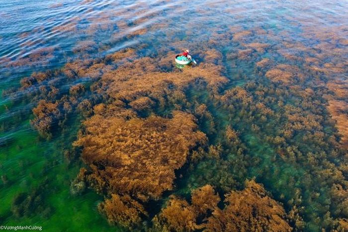 6c8825e4c5a62cf875b7 Hình ảnh ngư dân tung lưới đánh cá đầy 'ảo diệu' ở Bình Định khiến ai cũng trầm trồ về cảnh sắc Việt Nam 27