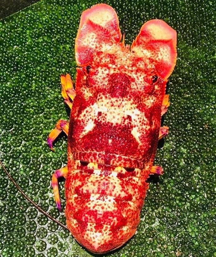 6cd8f4372675cf2b9664 Loài hải sản hiếm ở Việt Nam có tên rất lạ, giá 2 triệu đồng/kg 8