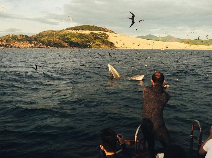 Cá voi xanh hiếm gặp lại xuất hiện ở Đề Gi - Bình Định, du khách kéo đến ngắm nhìn 1