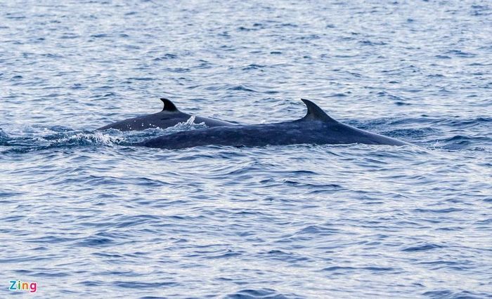 Mẹ con cá voi săn mồi ở vùng biển Đề Gi 4