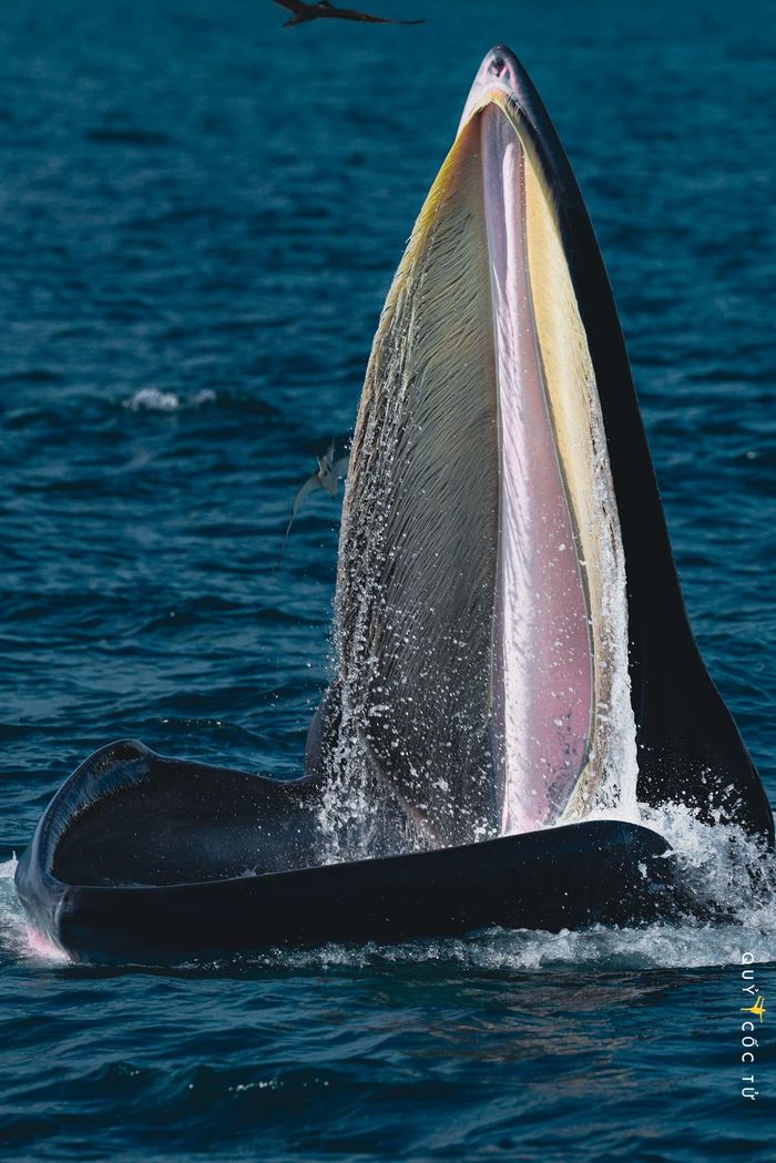 4 ngày lênh đênh biển Đề Gi, leo cột thuyền săn khoảnh khắc cá voi đớp mồi tuyệt đẹp 4